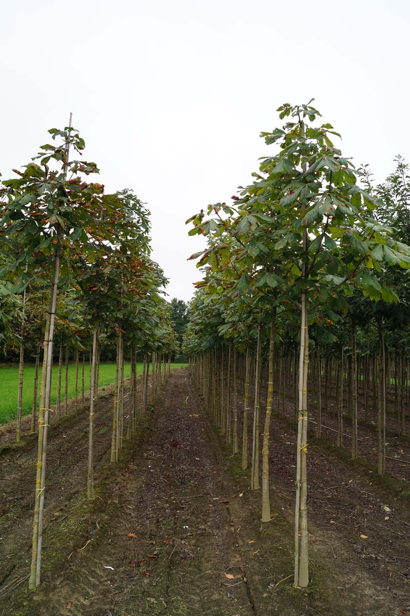 Aesculus hippocastanum op stam Aesculus hippocastanum op stam
