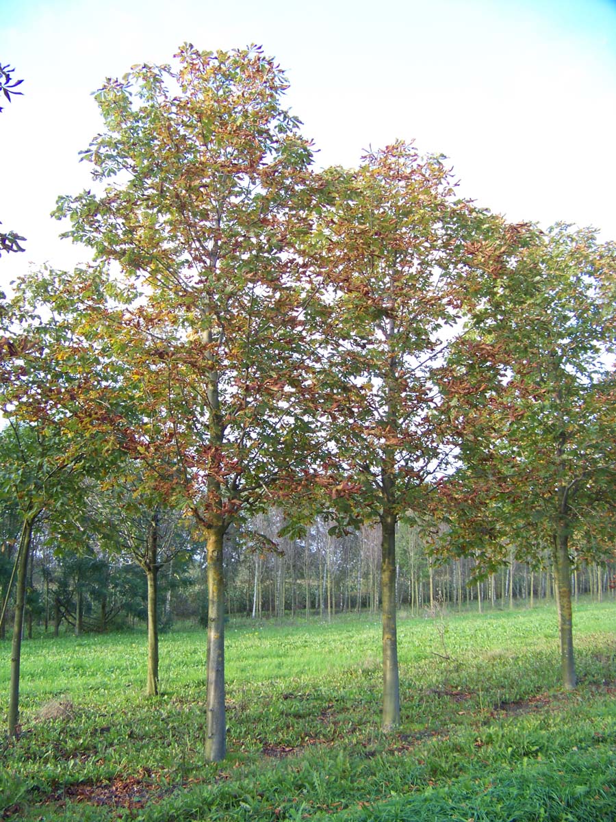 Aesculus hippocastanum op stam op stam