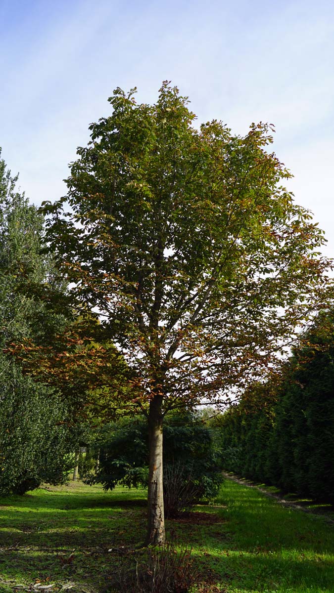 Aesculus hippocastanum op stam Aesculus hippocastanum op stam
