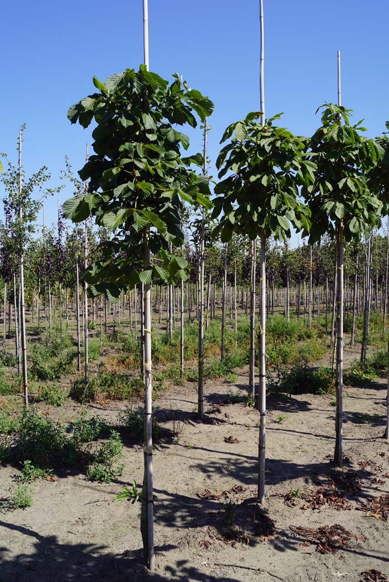 Aesculus hippocastanum 'Lichtenvoorde' op stam