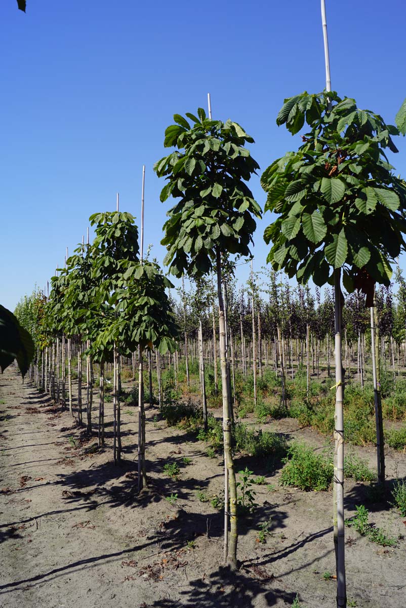 Aesculus hippocastanum 'Lichtenvoorde' op stam