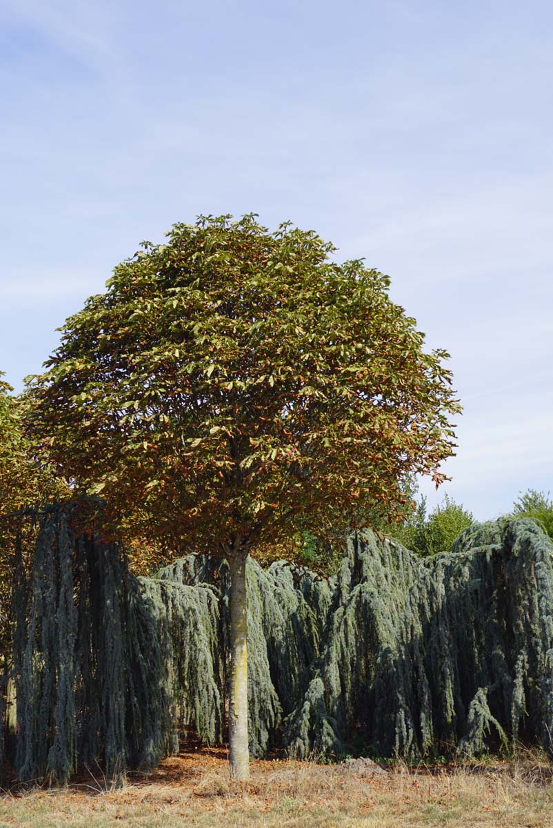 Aesculus hippocastanum 'Pyramidalis' op stam