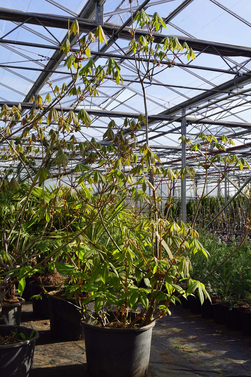 Aesculus parviflora meerstammig / struik meerstammig