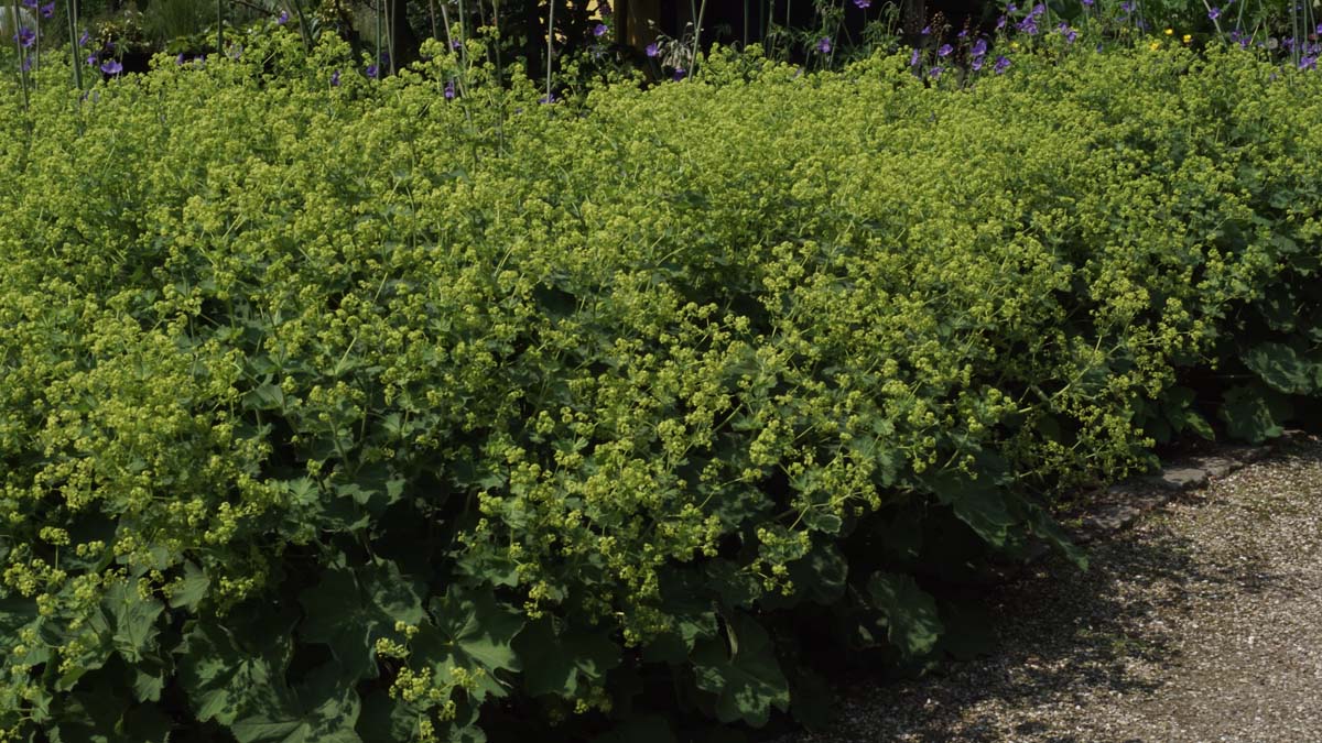 Alchemilla erythropoda struik