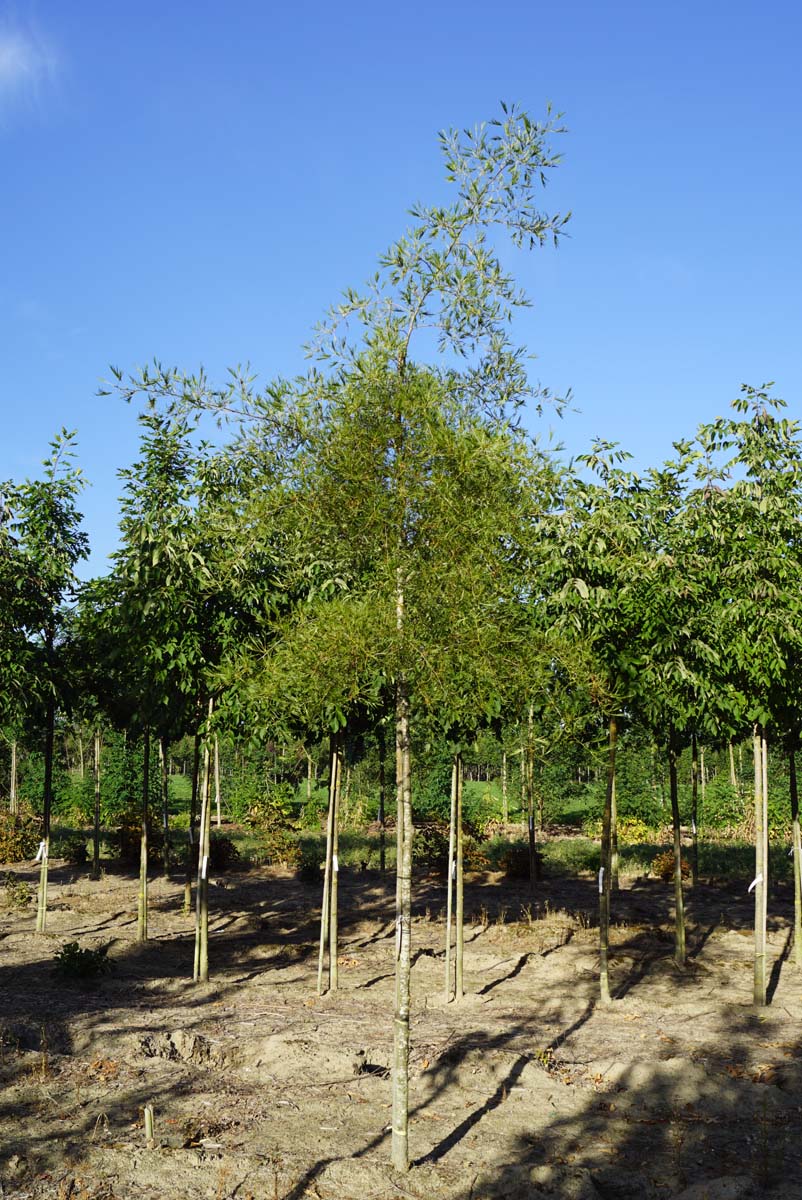 Alnus glutinosa 'Imperialis' op stam op stam