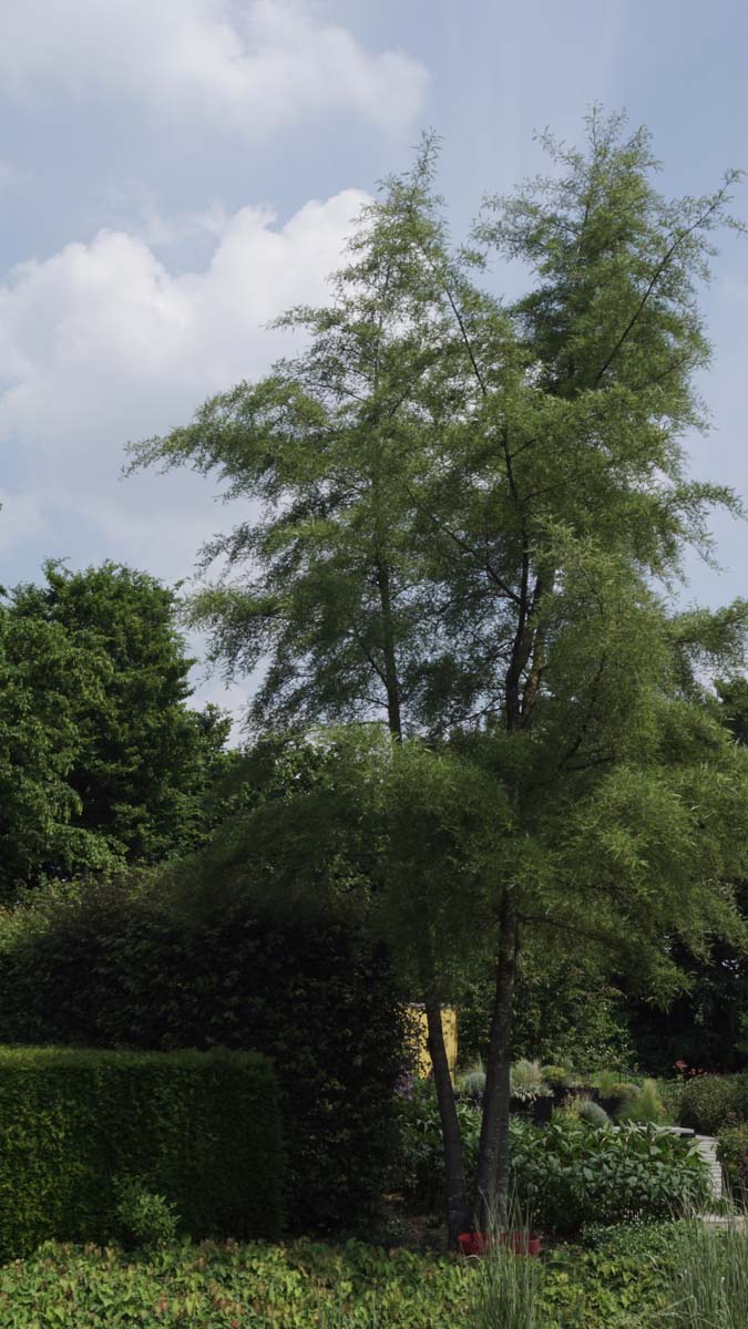 Alnus glutinosa 'Imperialis' meerstammig / struik meerstammig