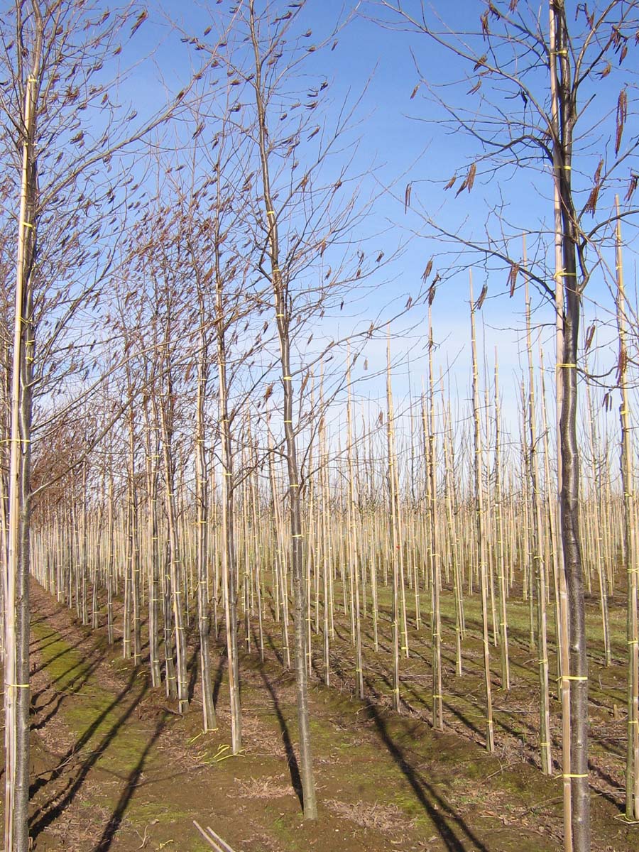 Alnus glutinosa op stam op stam