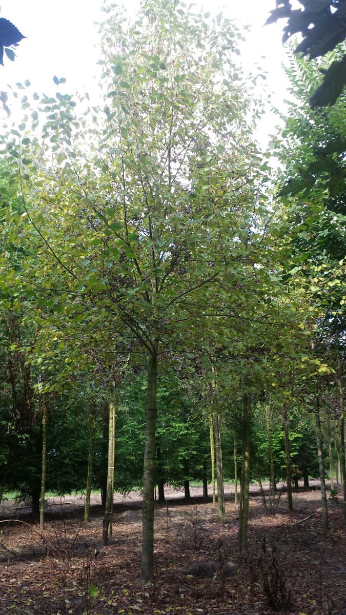 Alnus incana 'Aurea' op stam