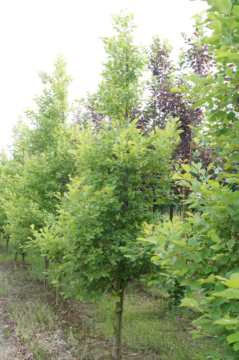 Alnus incana 'Aurea' op stam
