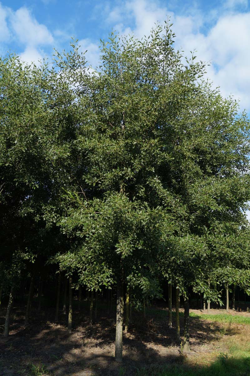 Alnus incana 'Laciniata' op stam op stam
