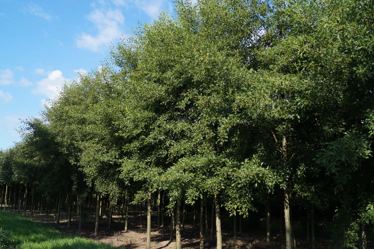 Alnus incana 'Laciniata' op stam op stam
