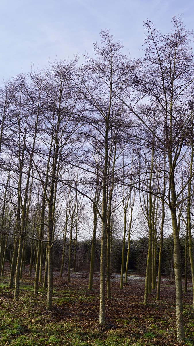 Alnus incana 'Laciniata' op stam op stam