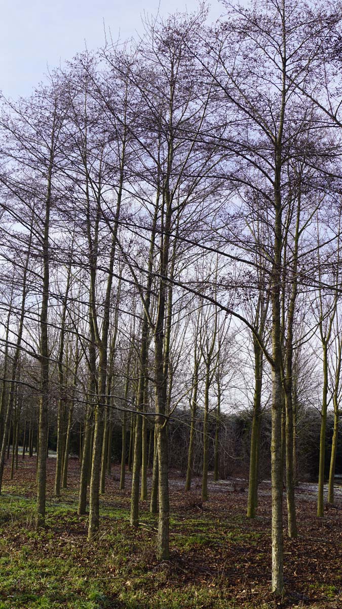 Alnus incana 'Laciniata' op stam op stam