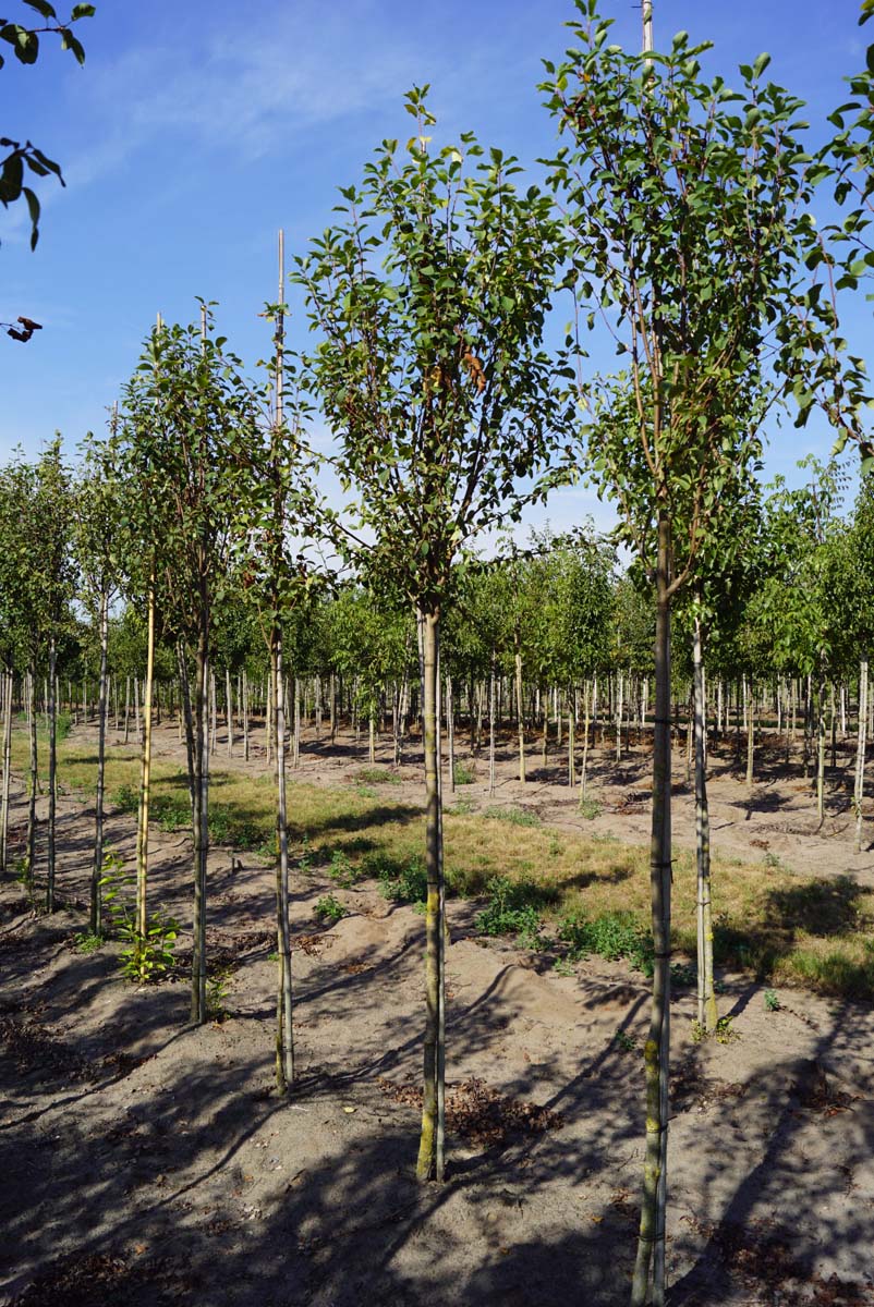 Amelanchier alnifolia 'Obelisk' op stam op stam