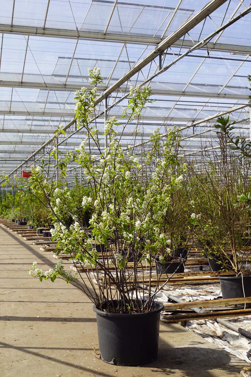 Amelanchier alnifolia 'Smoky' meerstammig / struik meerstammig