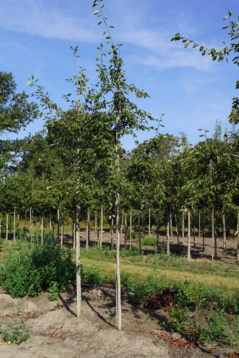 Amelanchier 'Ballerina' op stam op stam