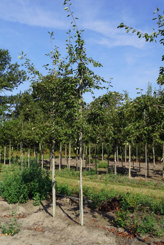 Amelanchier 'Ballerina' op stam op stam