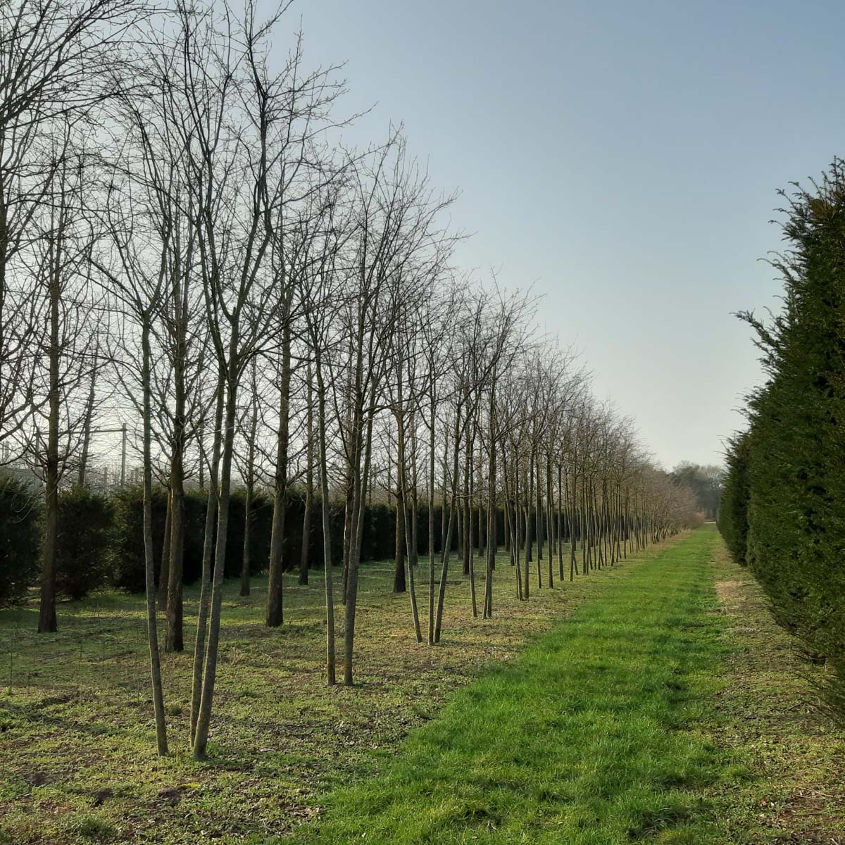 Amelanchier 'Ballerina' meerstammig / struik meerstammig