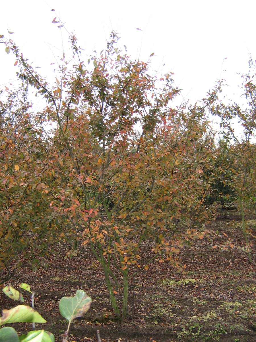 Amelanchier 'Ballerina' meerstammig / struik meerstammig