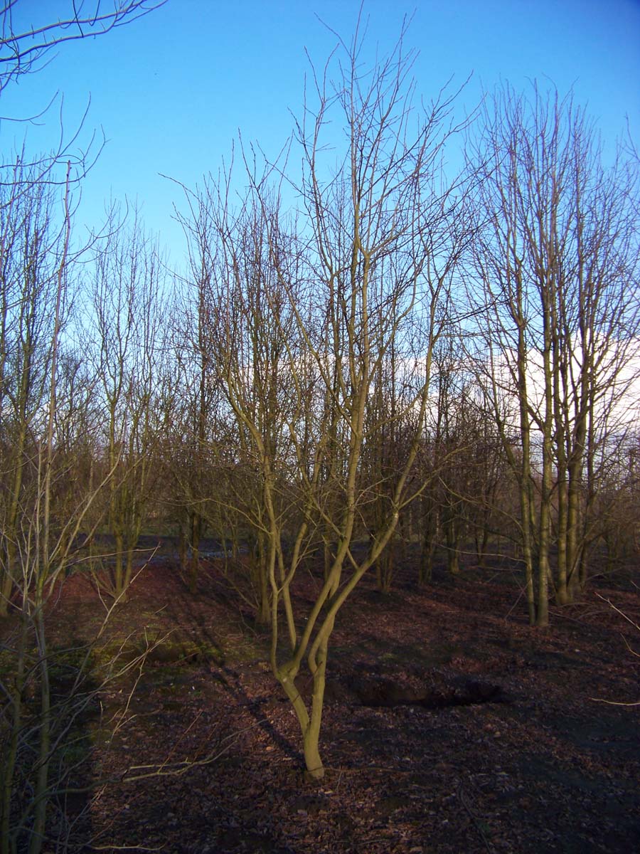 Amelanchier 'Ballerina' solitair solitair