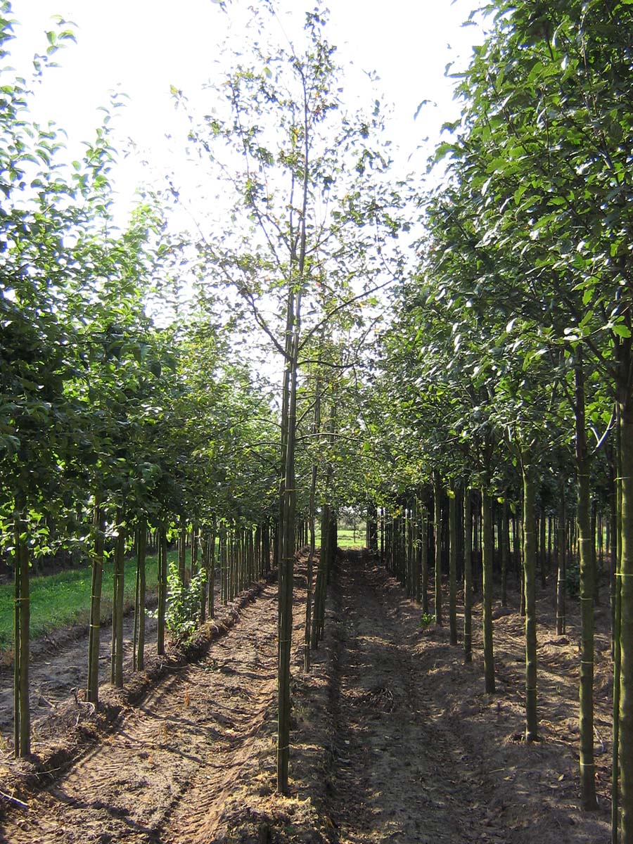 Amelanchier 'Ballerina' op stam op stam