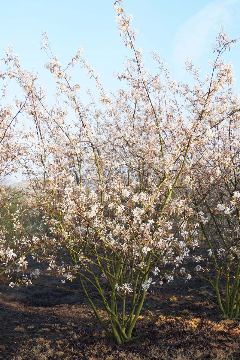 Amelanchier lamarckii meerstammig / struik meerstammig