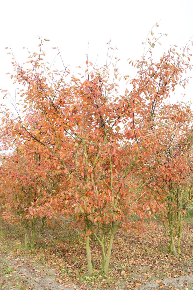 Amelanchier lamarckii meerstammig / struik meerstammig