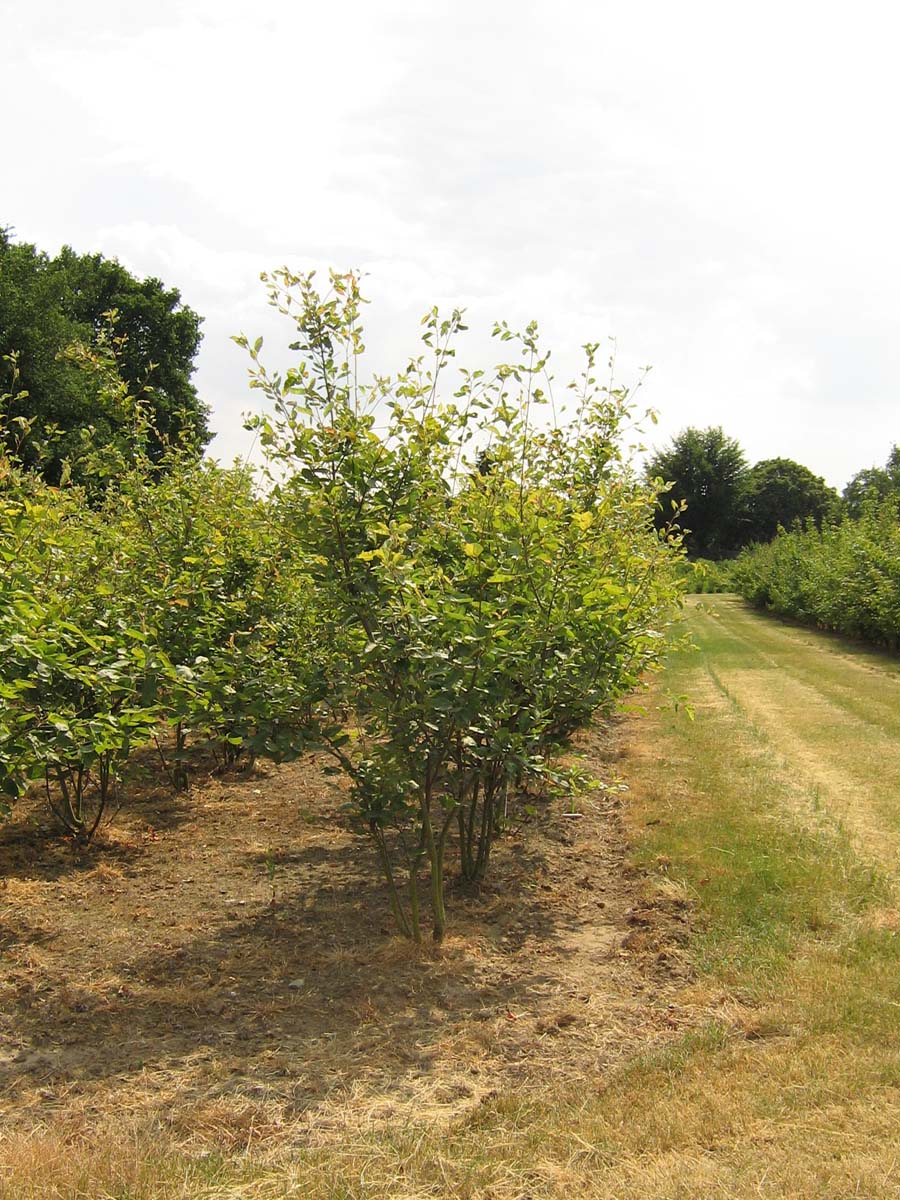 Amelanchier lamarckii meerstammig / struik meerstammig