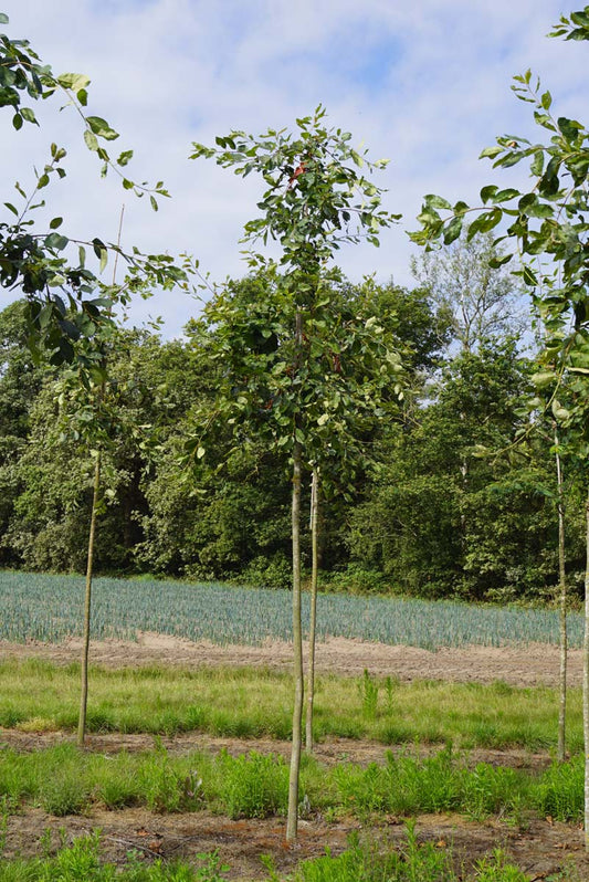 Amelanchier lamarckii op stam op stam