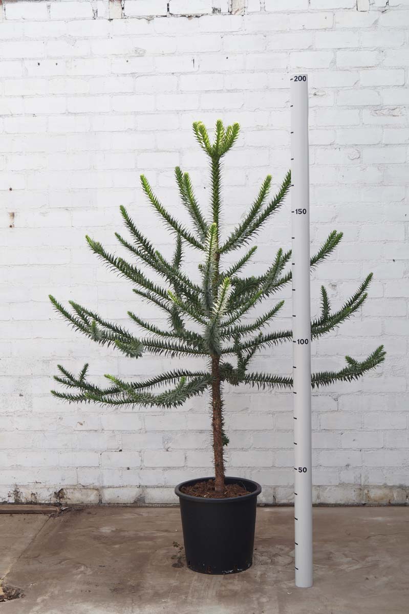 Araucaria araucana solitair
