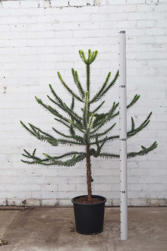 Araucaria araucana solitair