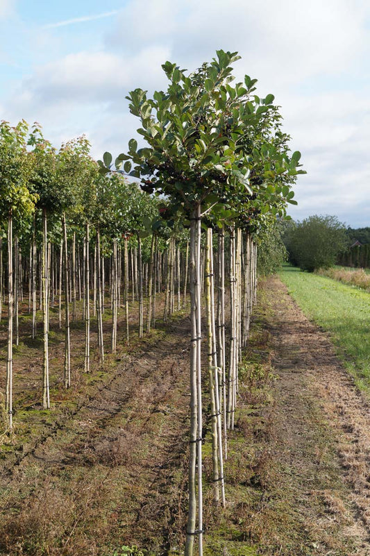 Aronia prunifolia 'Viking' op stam op stam
