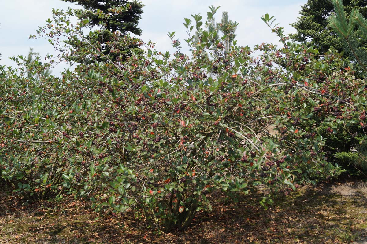 Aronia prunifolia 'Viking' meerstammig / struik meerstammig