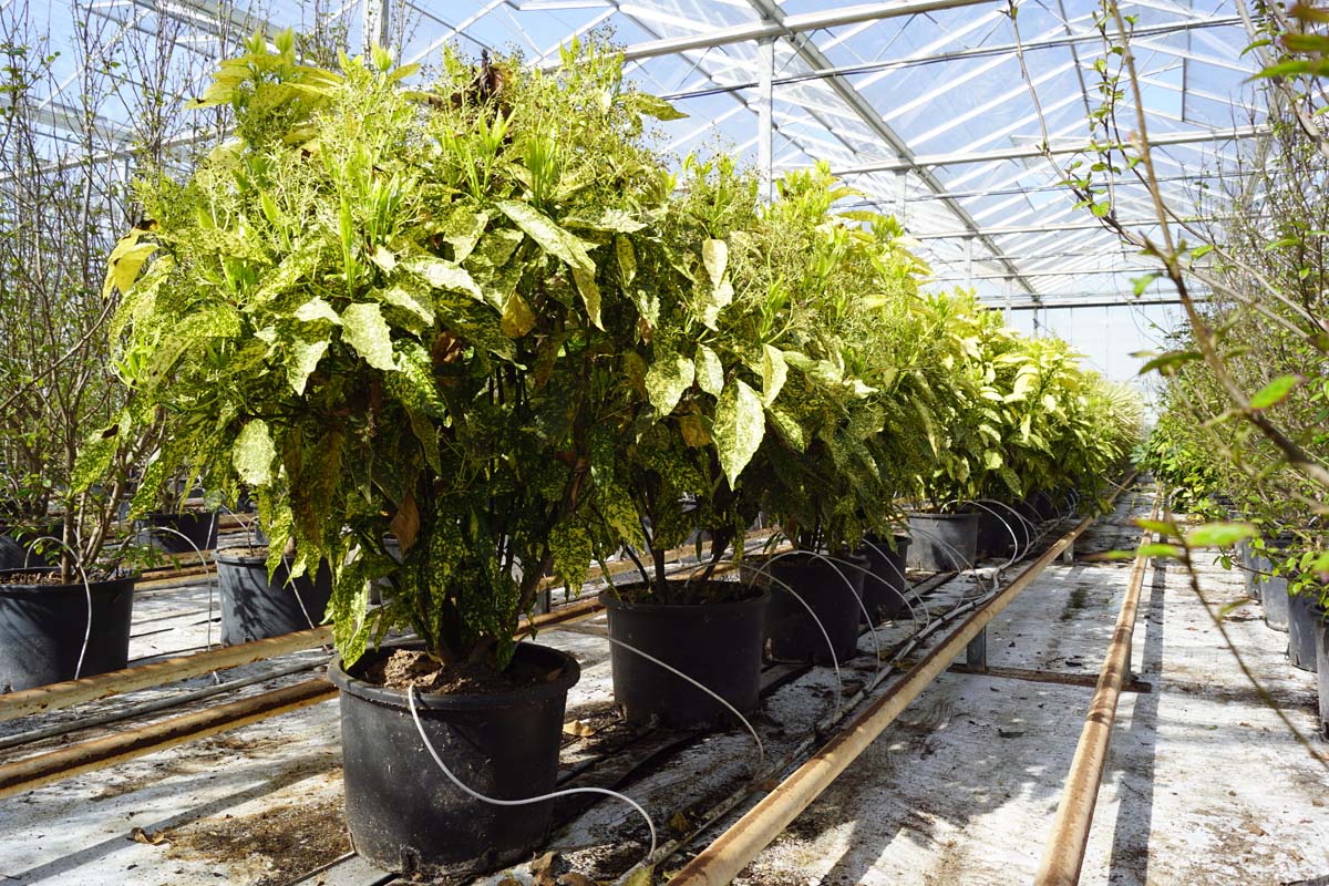 Aucuba japonica 'Golden King' meerstammig / struik meerstammig