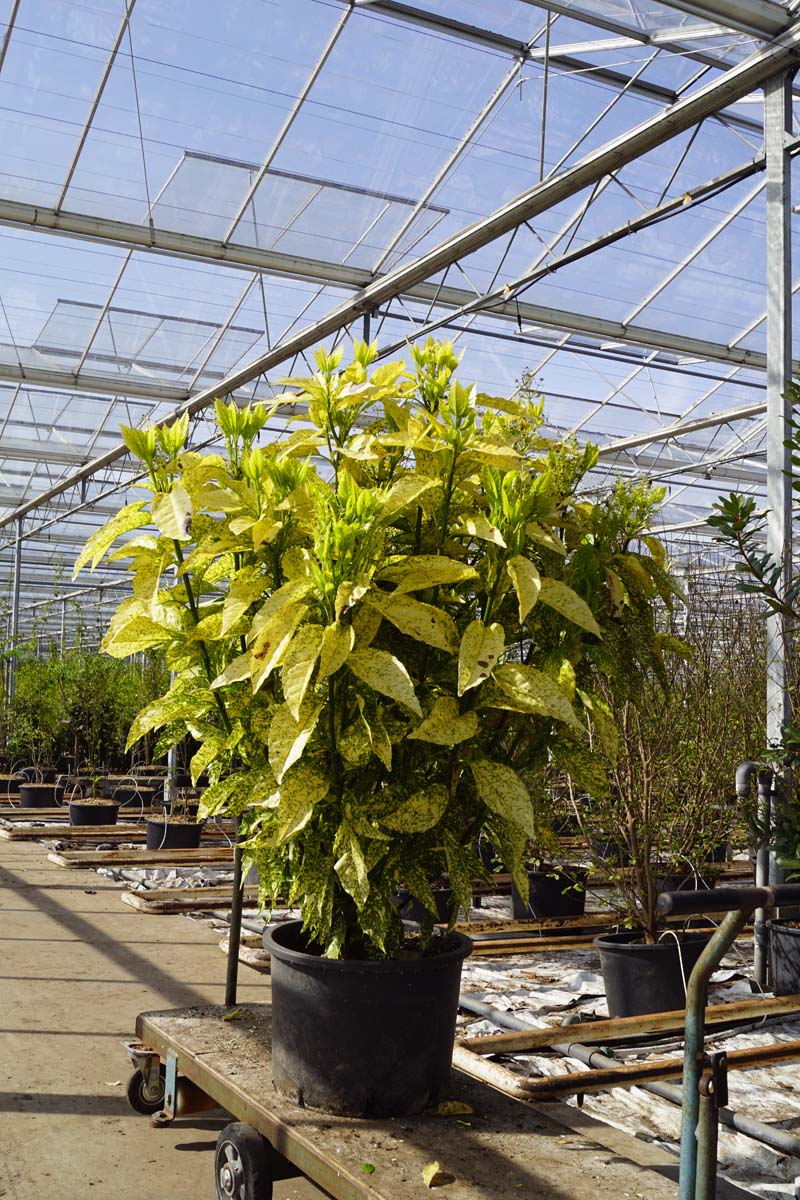 Aucuba japonica 'Golden King' meerstammig / struik meerstammig