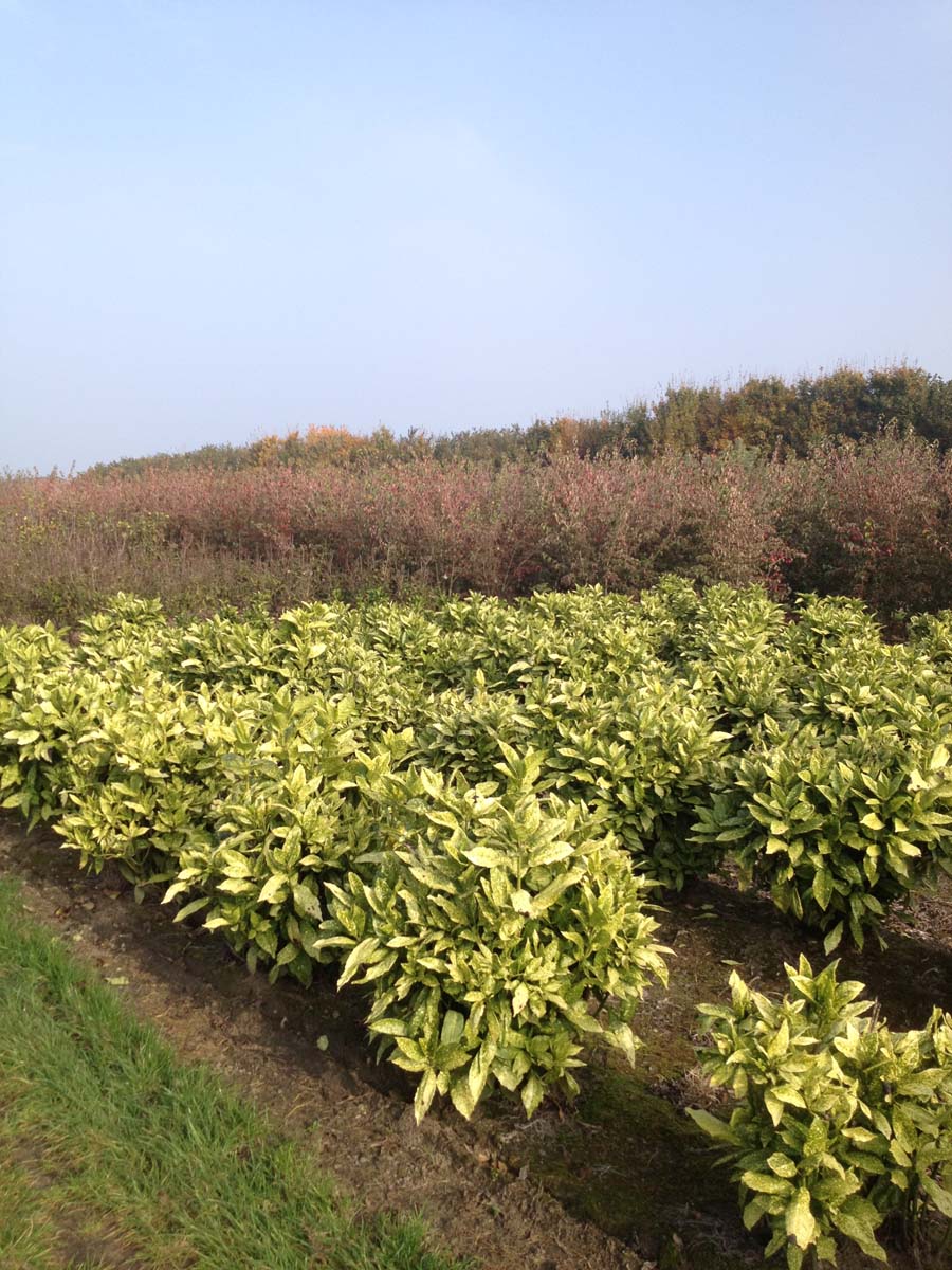 Aucuba japonica 'Variegata' meerstammig / struik meerstammig
