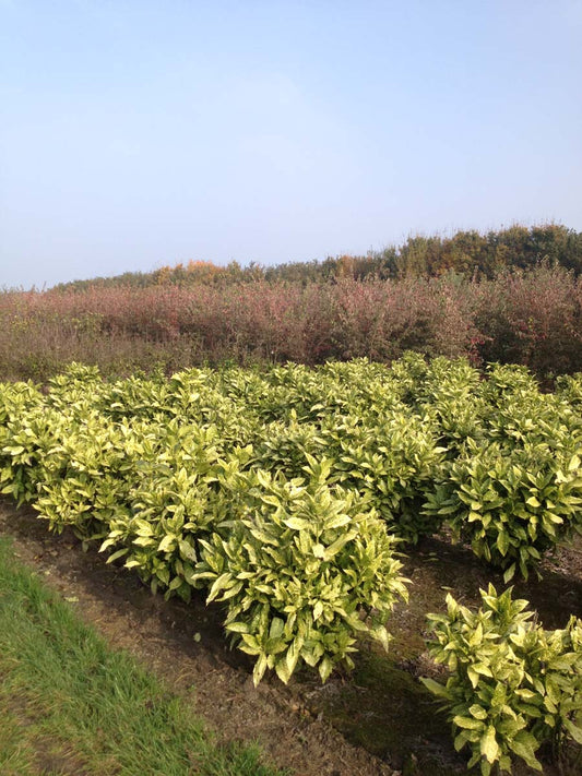 Aucuba japonica 'Variegata' meerstammig / struik meerstammig