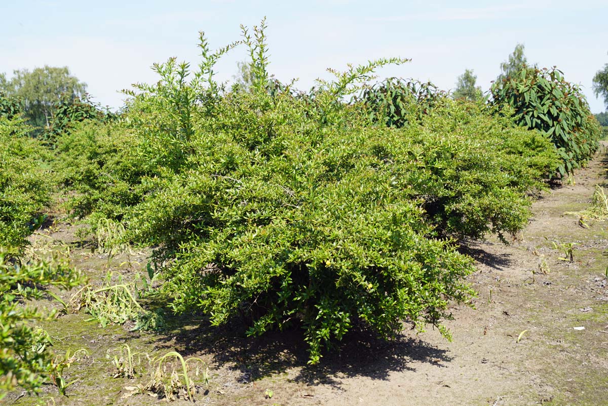 Berberis hybrido-gagnepainii 'Chenaultii' meerstammig / struik meerstammig
