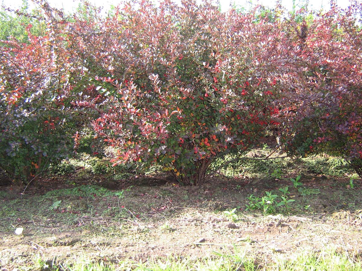 Berberis thunbergii 'Atropurpurea' meerstammig / struik meerstammig