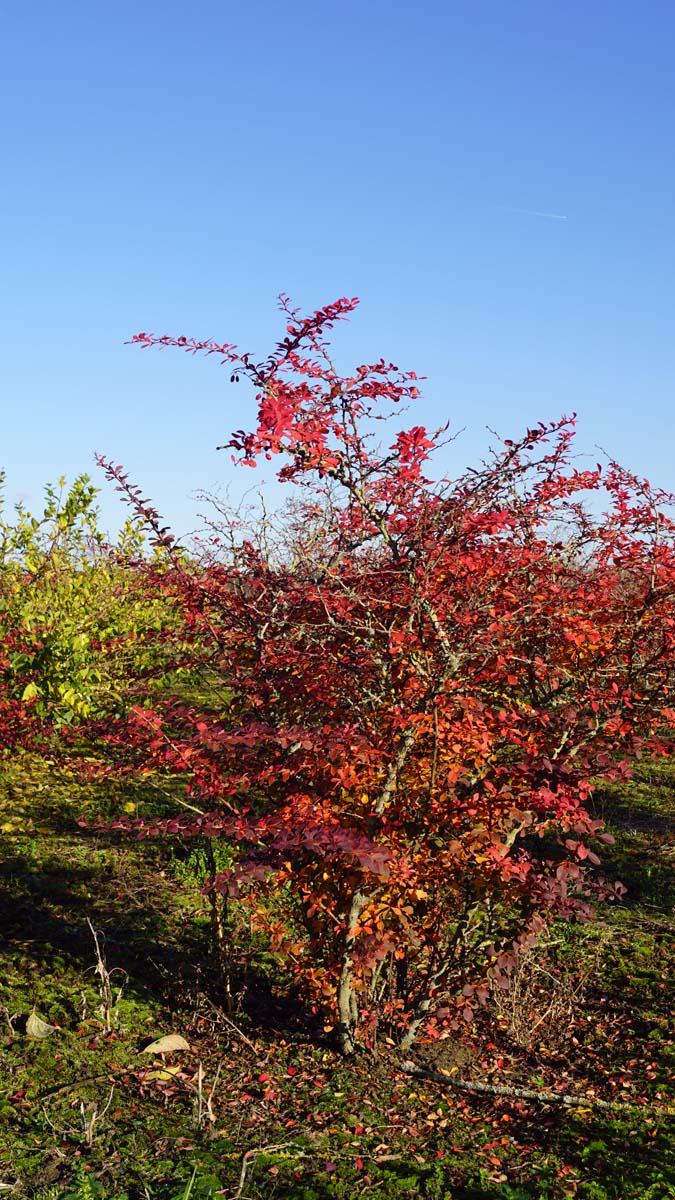 Berberis thunbergii 'Atropurpurea' meerstammig / struik struik