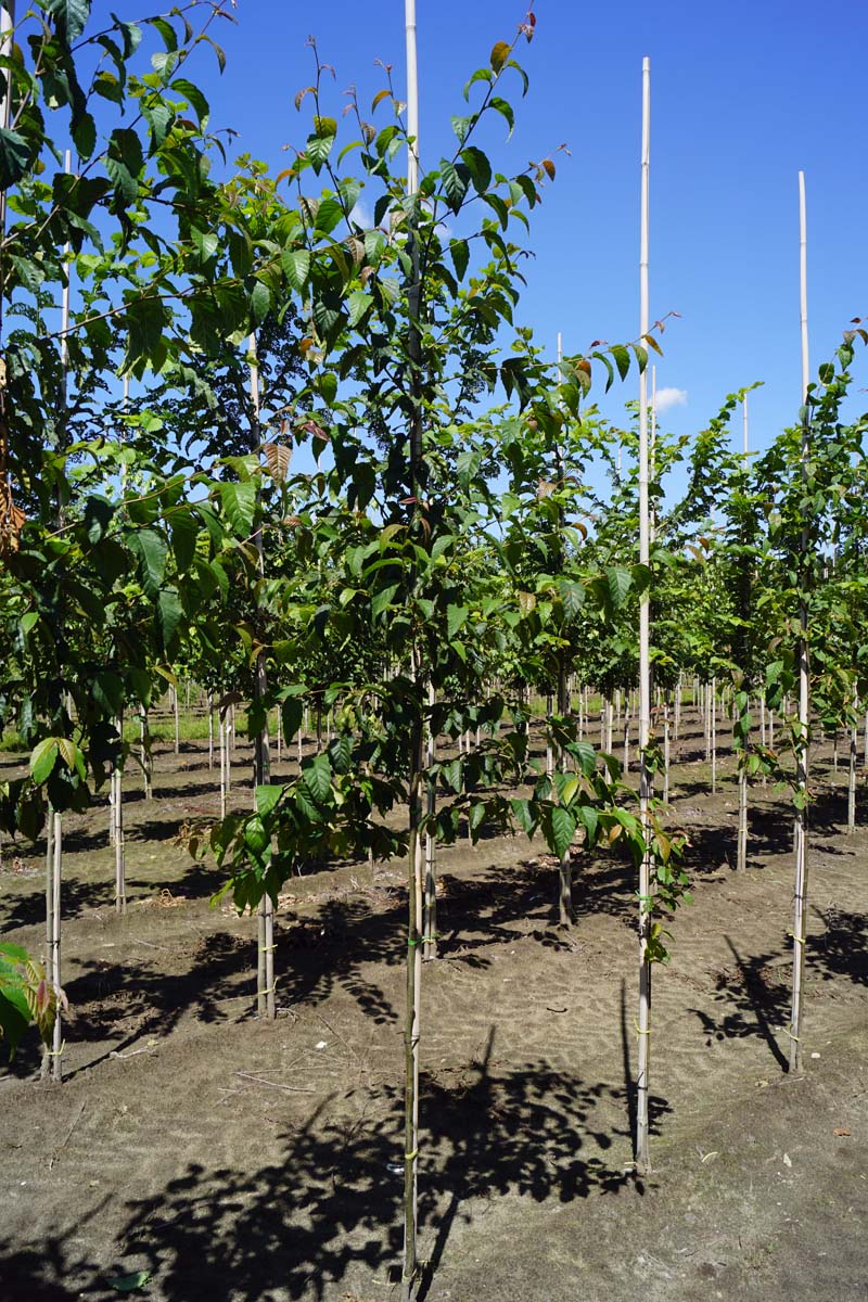 Betula alleghaniensis op stam