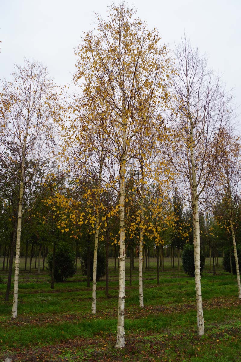 Betula ermanii op stam