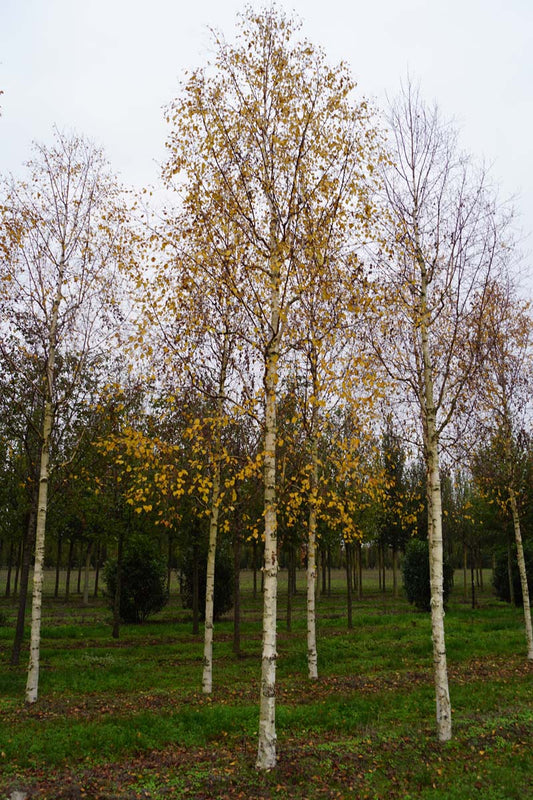 Betula ermanii op stam