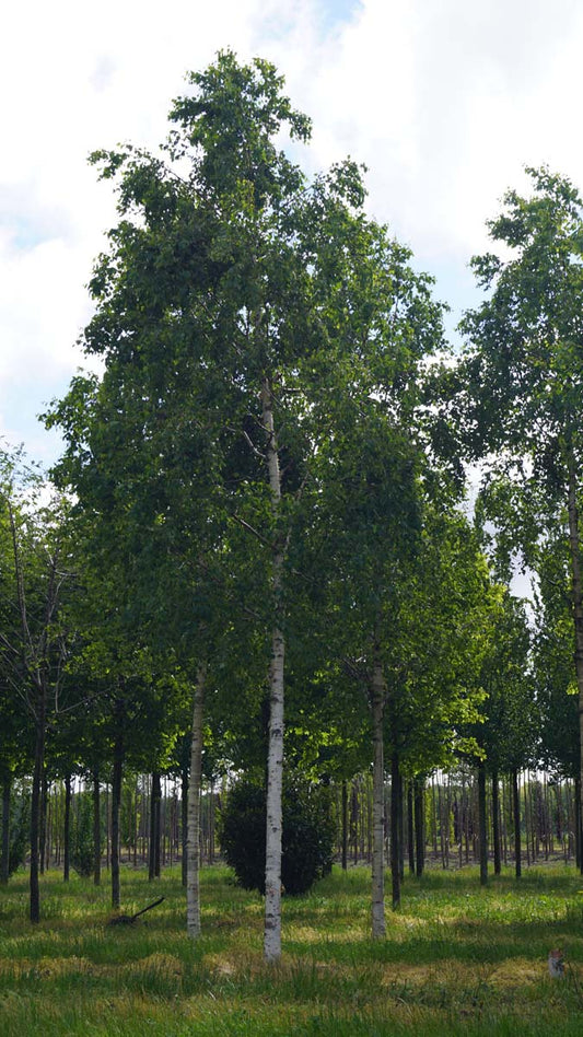 Betula ermanii 'Holland' op stam op stam