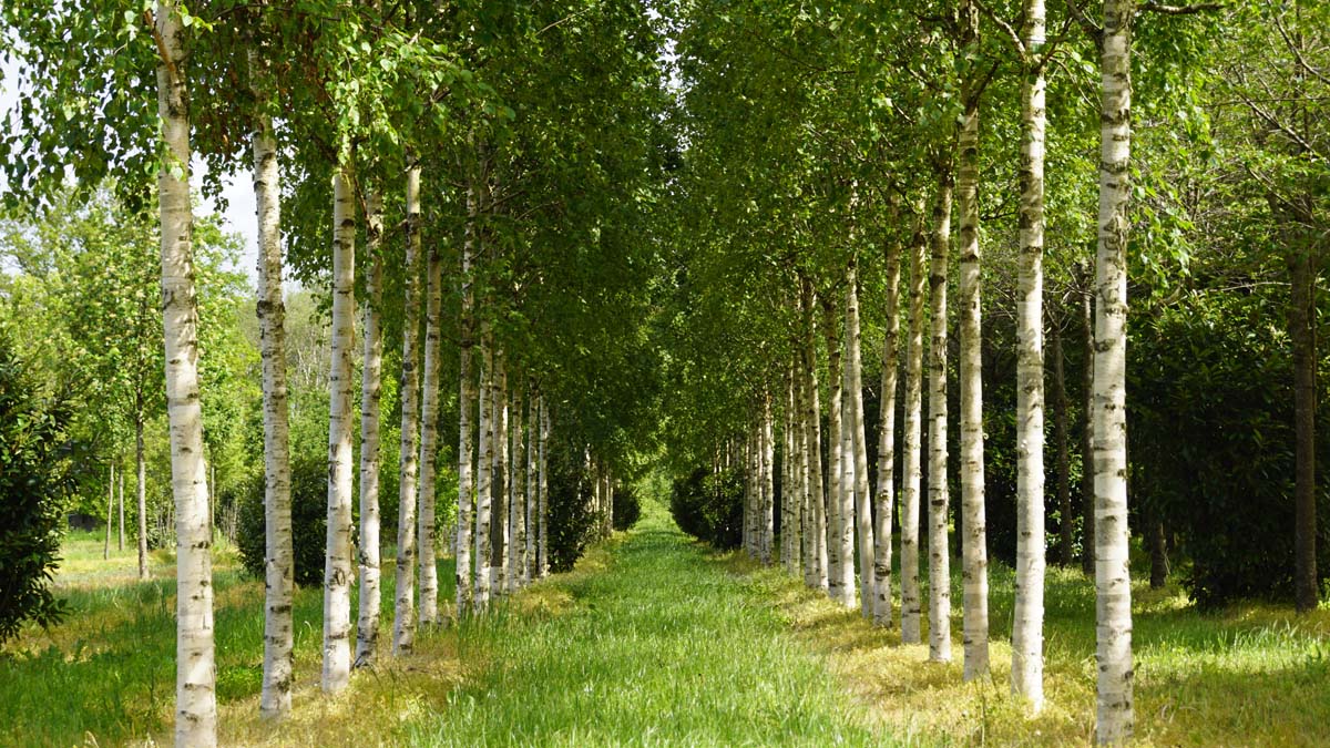 Betula ermanii 'Holland' op stam op stam