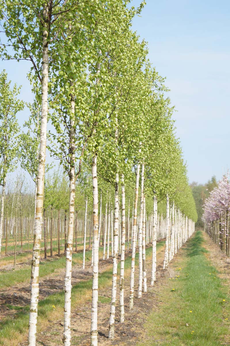 Betula ermanii 'Holland' op stam op stam