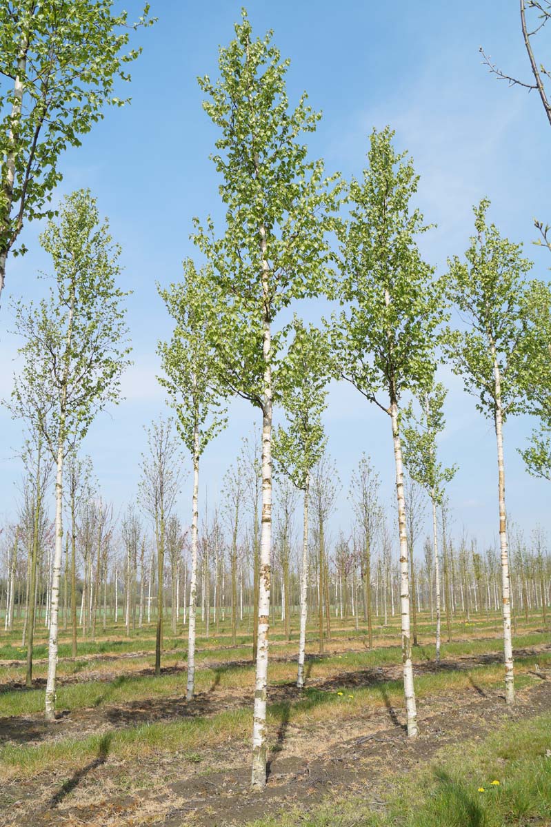 Betula ermanii 'Holland' op stam op stam