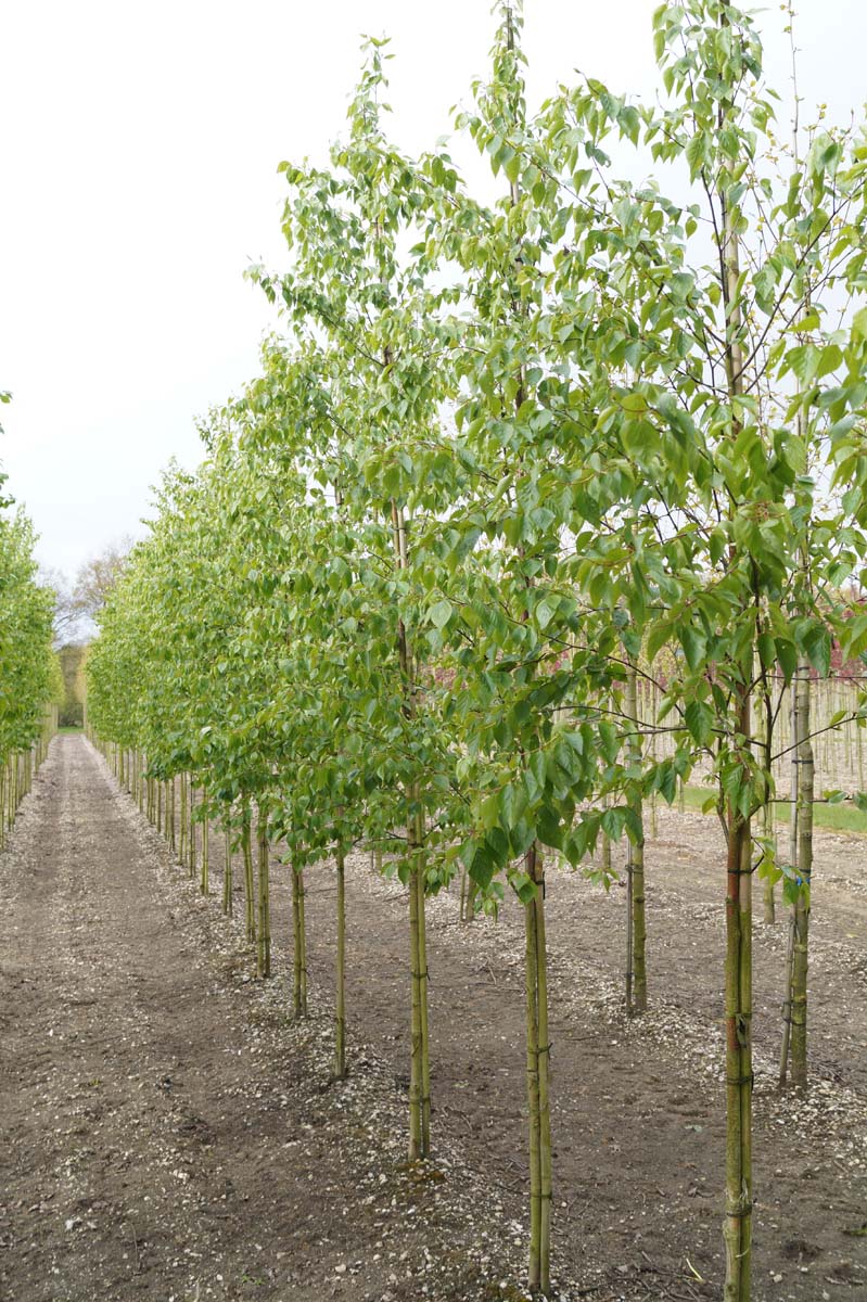 Betula ermanii 'Holland' op stam op stam