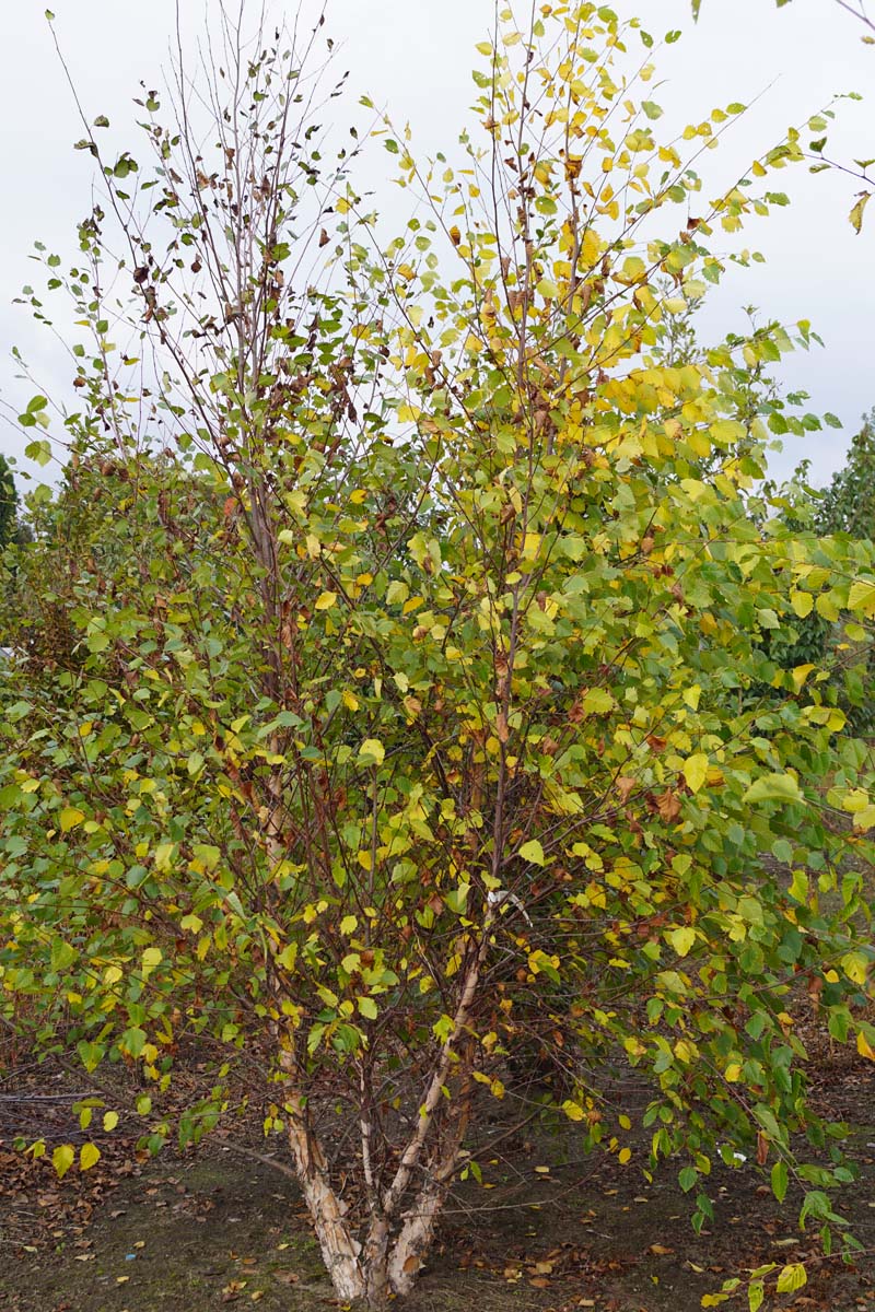 Betula nigra meerstammig / struik meerstammig