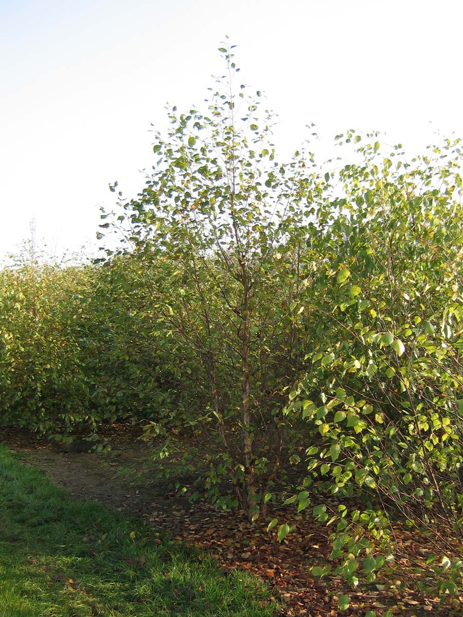 Betula nigra meerstammig / struik meerstammig